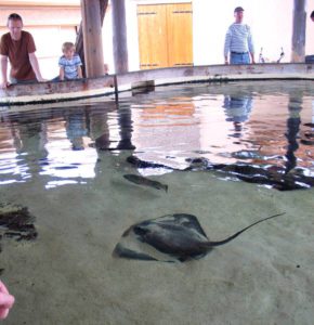 А здесь в морелэнде можно свободно погладить скатов!